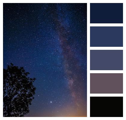 Night Sky Tree Milky Way Image